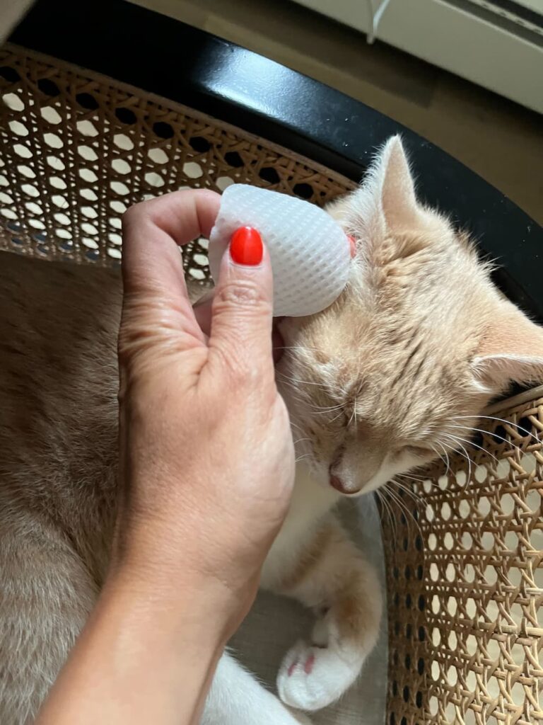The author tests out Silver Honey Rapid Ear Care Wipes on her cat