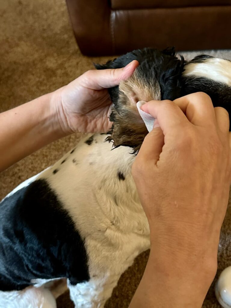 The writer uses Silver Honey Rapid Ear Care Wipes on her dog Alvin's ears
