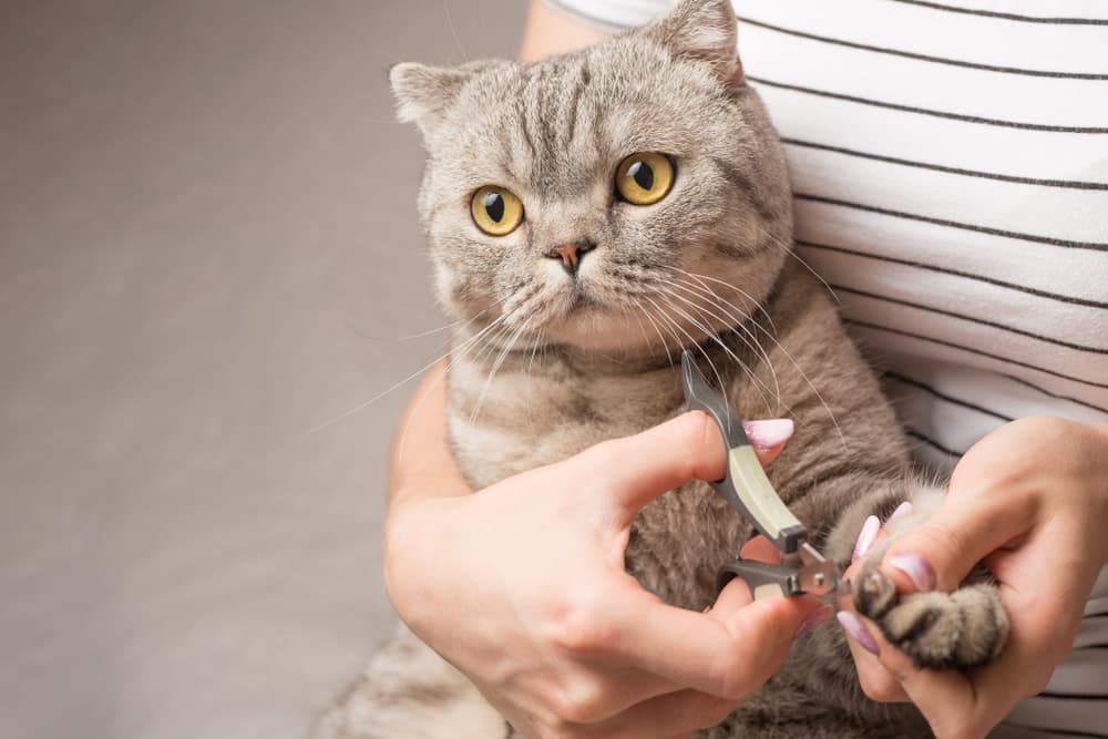 9 Best Cat Nail Clippers in 2023
