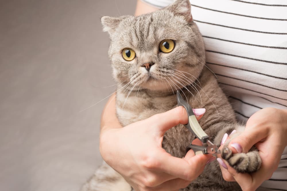 How Often Should You Trim Your Cat's Claws? | L&L Info Hub – Lords &  Labradors