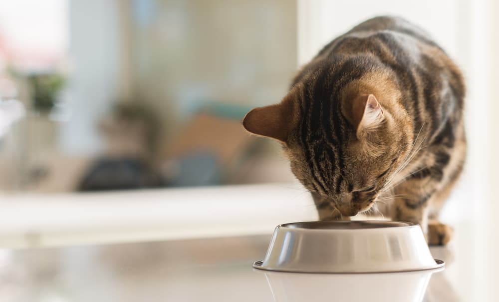 Nutrience SubZero Canned Cat Food - Prairie Red Beef Pâté | Buy At