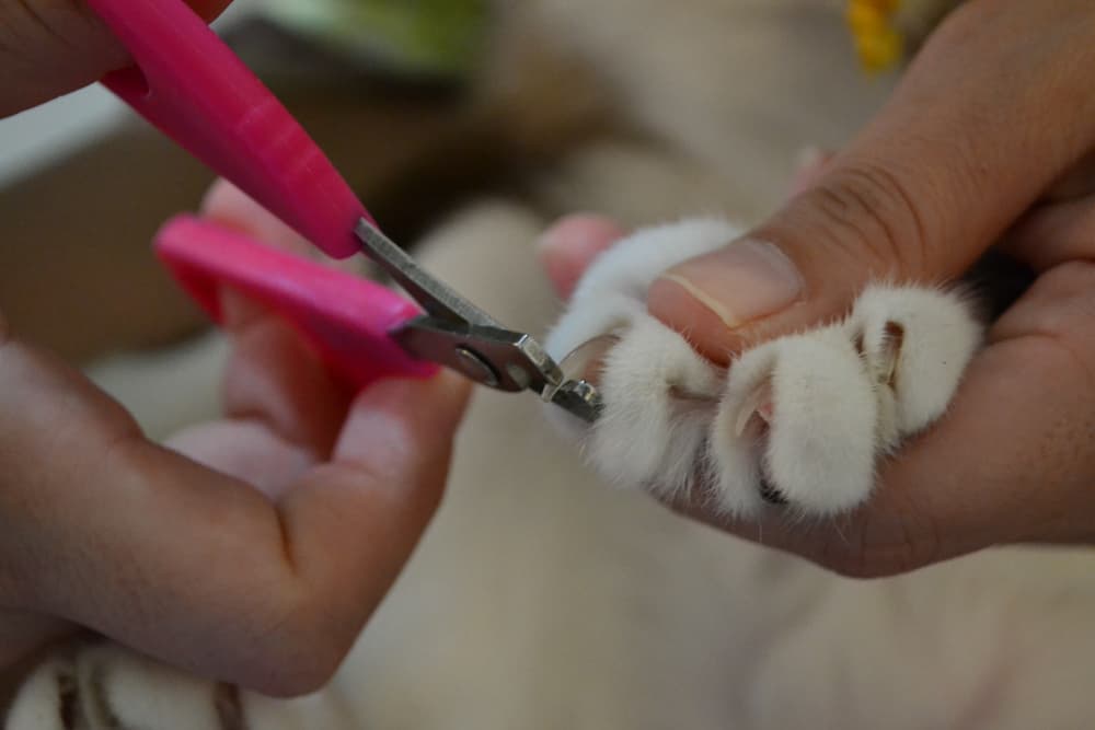 cat getting nails clipped 
