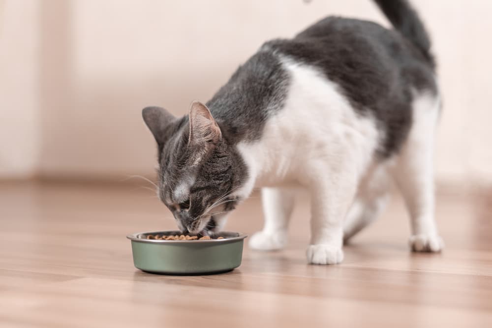 6 Best Hairball Control Cat Foods, According to Vets