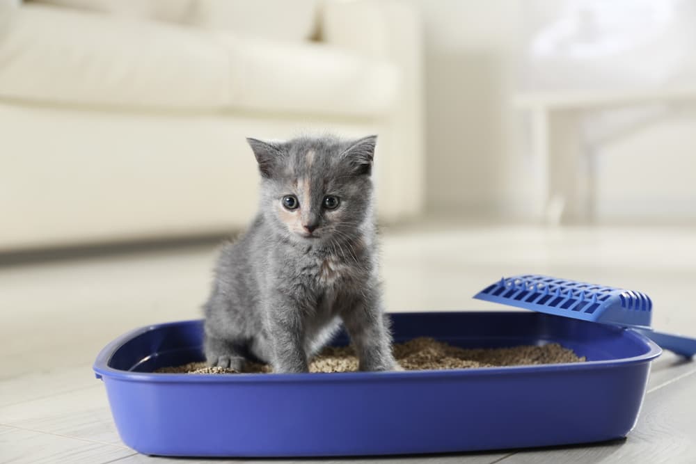 small gray kitten sitting in a blue litter box