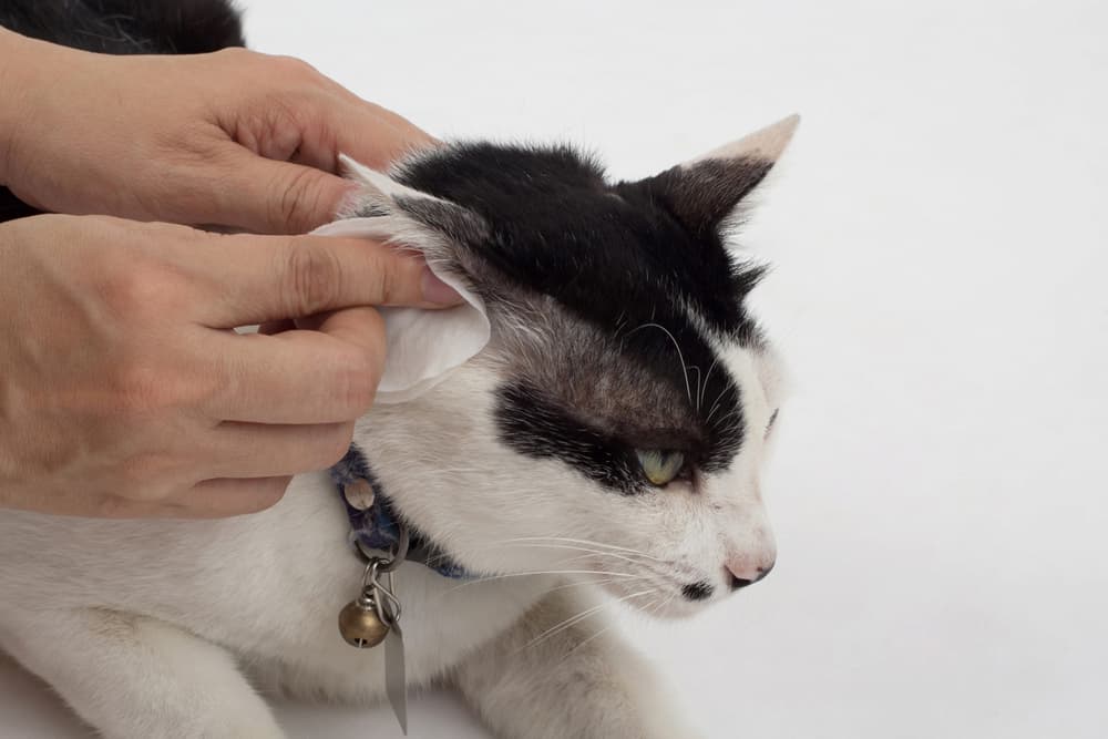 Silver Honey Rapid Ear Care for Cats Review 