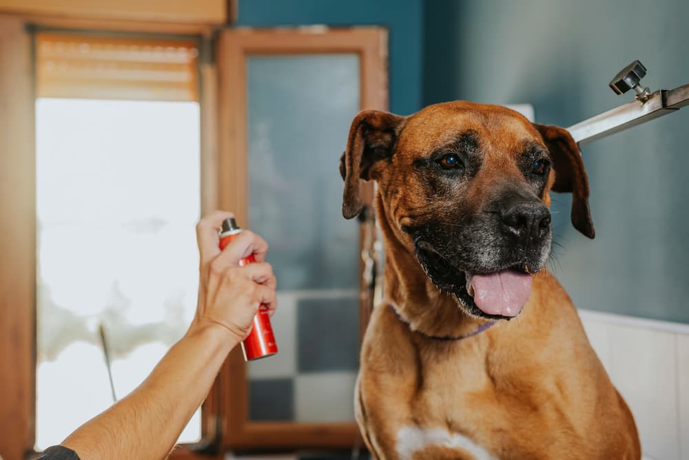 dog being sprayed with spray