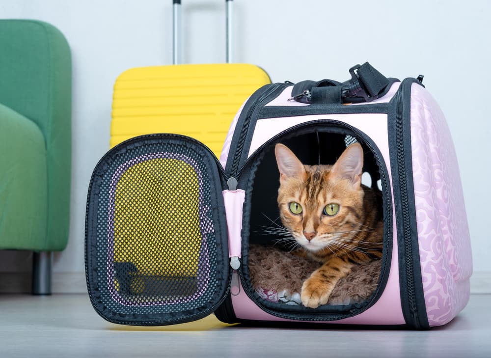 8 Best Cat Carriers of 2023 - Vetstreet