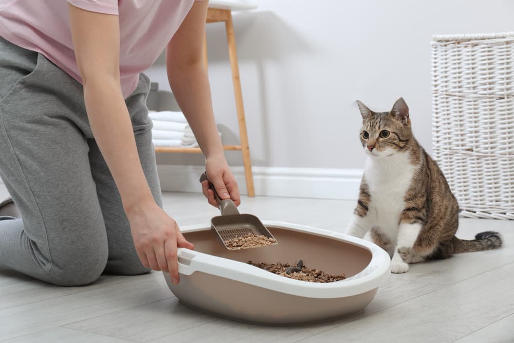 10 Best Cat Litter Scoops of 2024