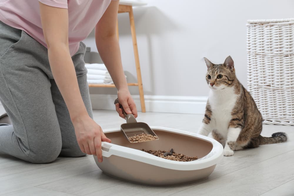 How to Stop Cat Litter Mess (With One Easy Change)