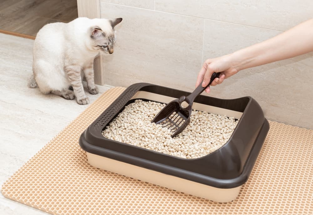 white cat looking at owner scooping litter box