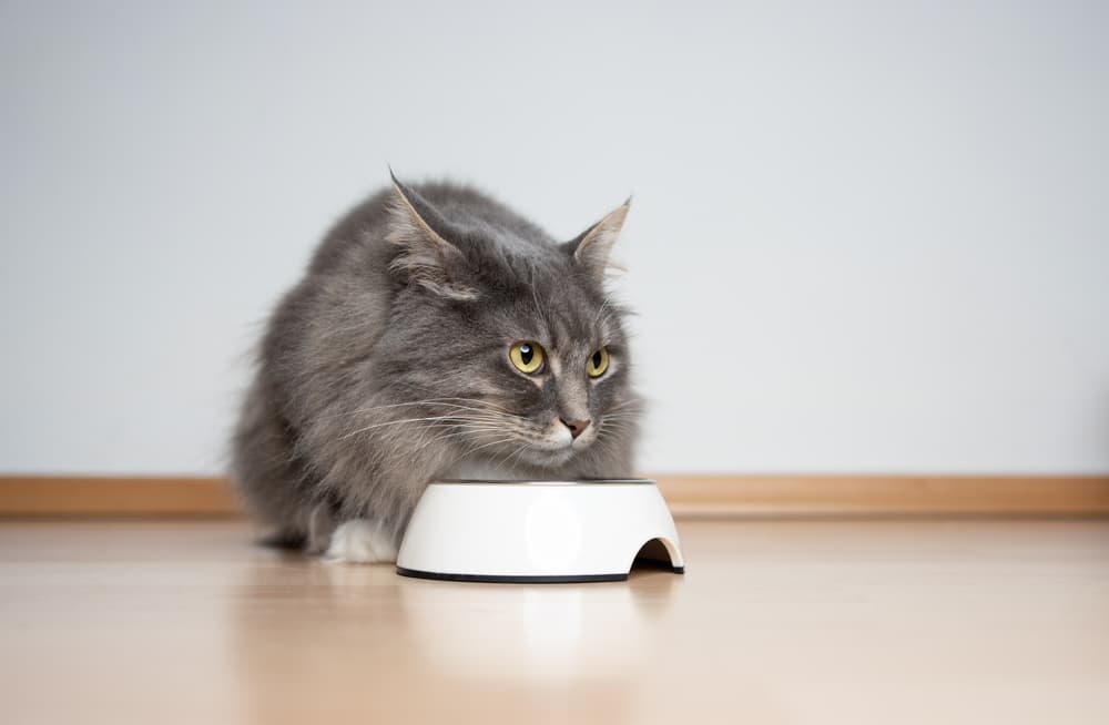 cat looking over a food bowl with hairball control cat food