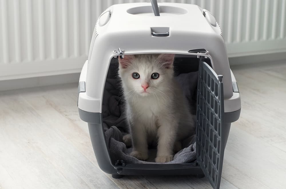 Best Cat Carrier for Long Car Trips – MEWCATS