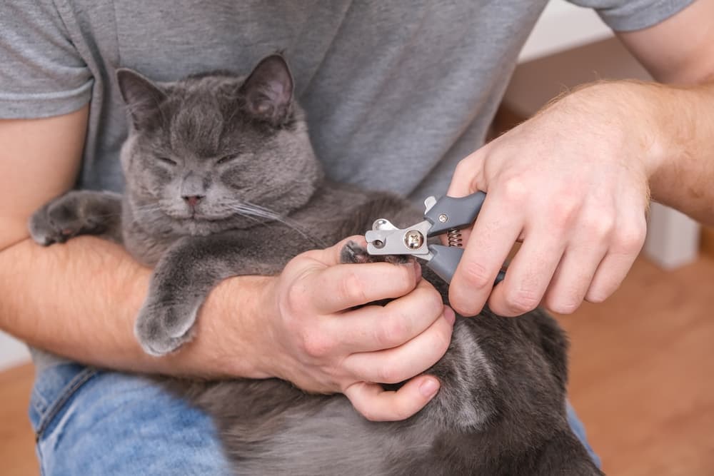 Cat getting her nails clipped 