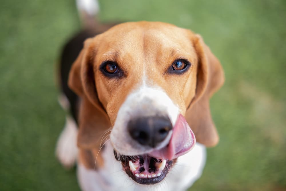 4 Best Lick Mats To Distract Your Dog (11 Tested & Reviewed