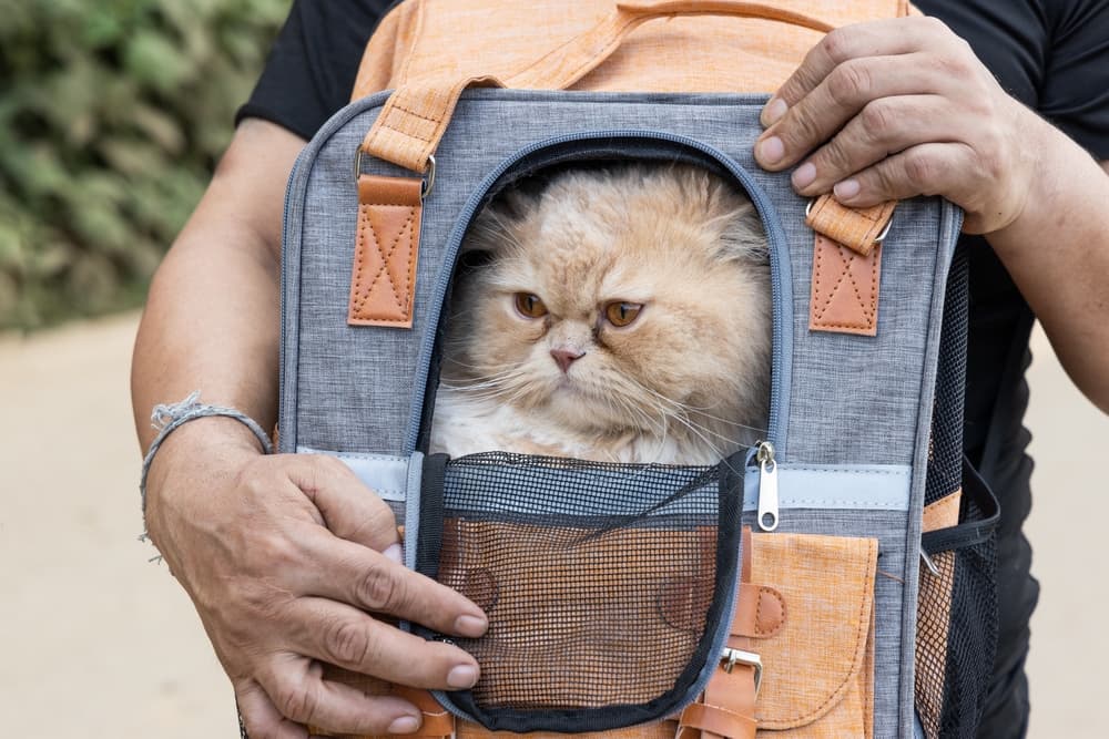 Ragdoll Cat Carrier  The Best Travel Cat Carrier of 2023