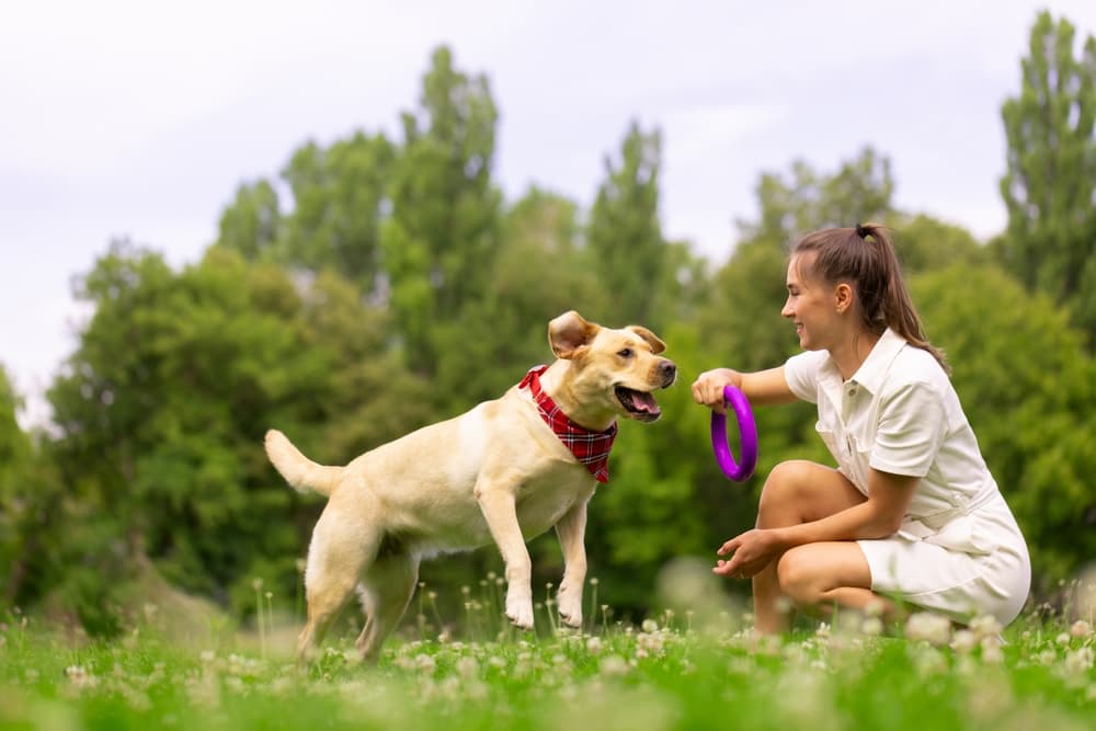 7 Best Interactive Dog Toys for Bonding and Fun
