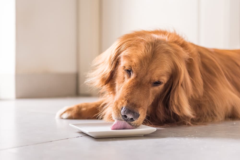 Dog Licking Mat in Natural Rubber –