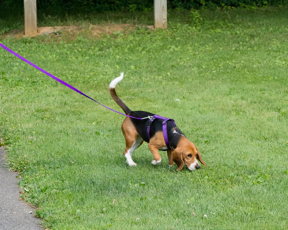 beagle on leash sniffing grass