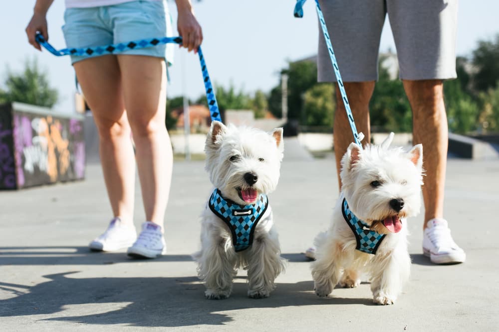 Chewy V Harness & Leash Set