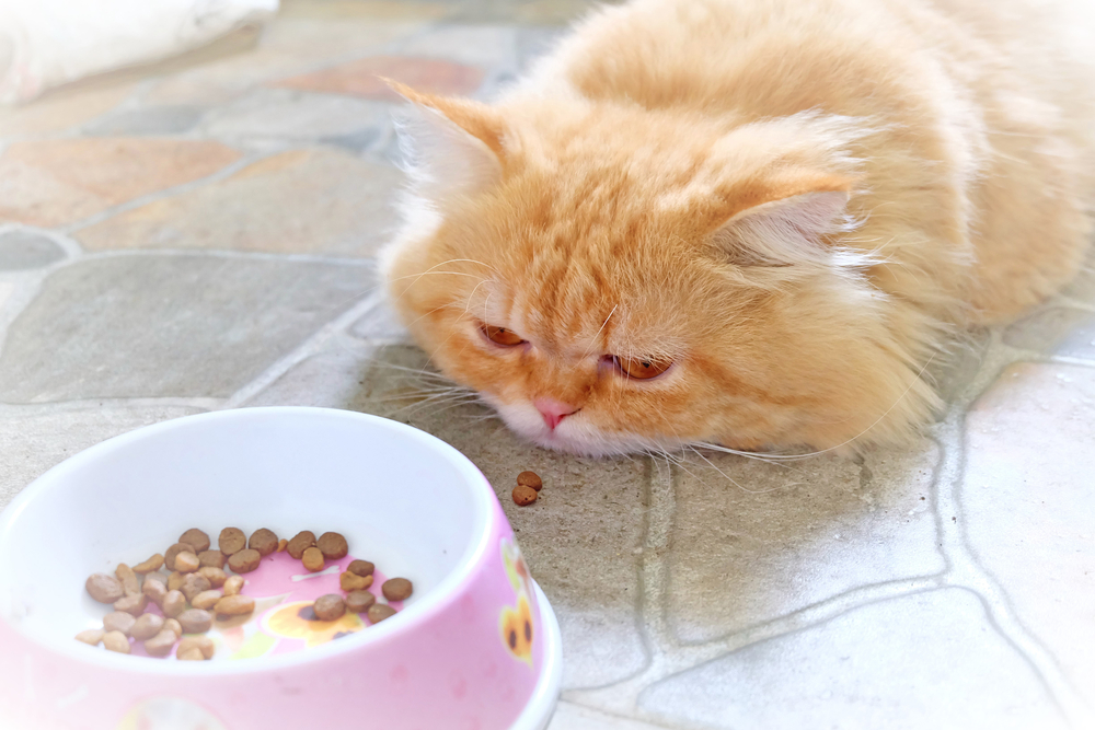 Cat looking at food bowl