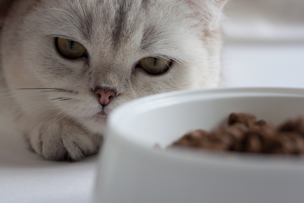 Cat Won’t Eat: 7 Reasons Why (and How to Help)