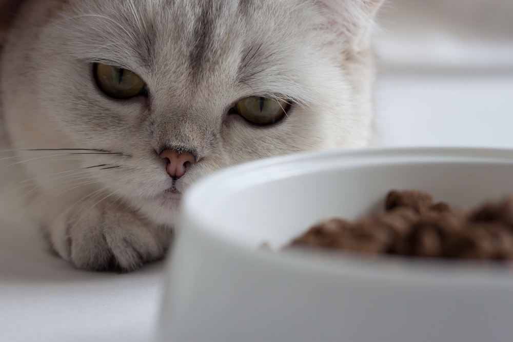 Trouble with Food Puzzles for Pets? Try These 6 Tips - Vetstreet