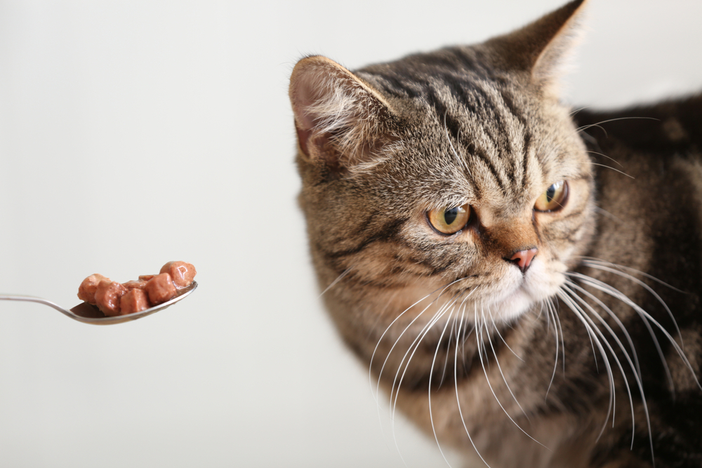 cat won't eat food and looking away