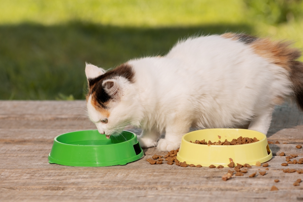 cat drinking water