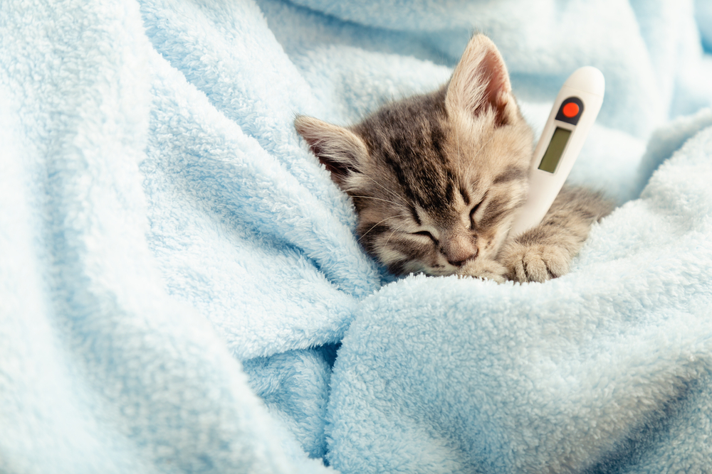 cat with thermometer in blanket