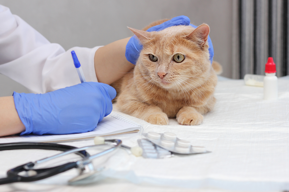 Cat looking at vet taking notes