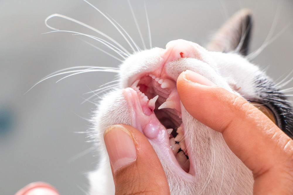 checking cat teeth