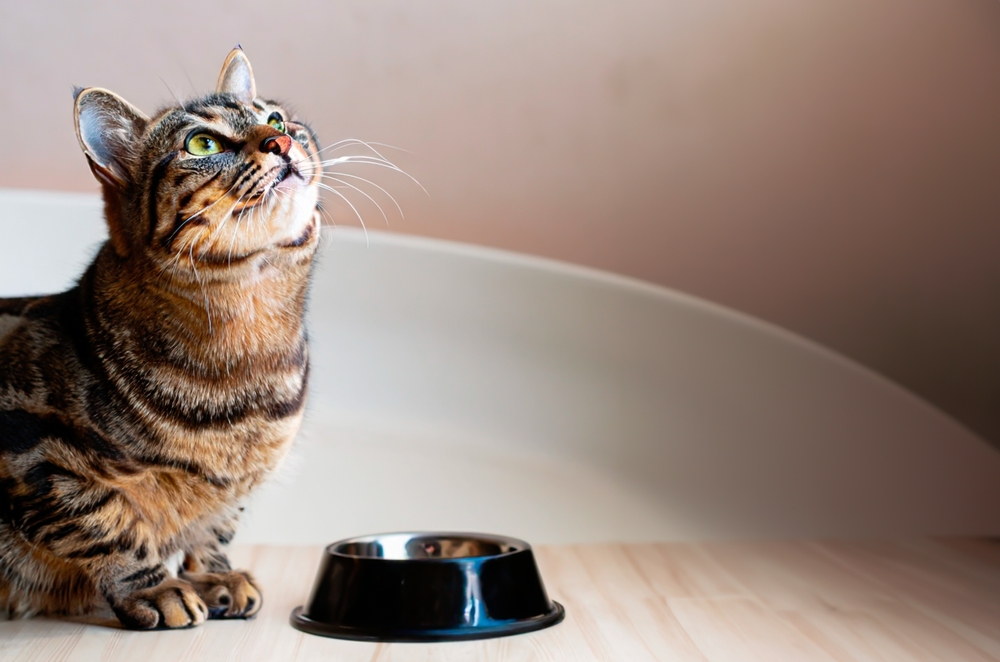 Pretty cat looking up over bowl of food 
