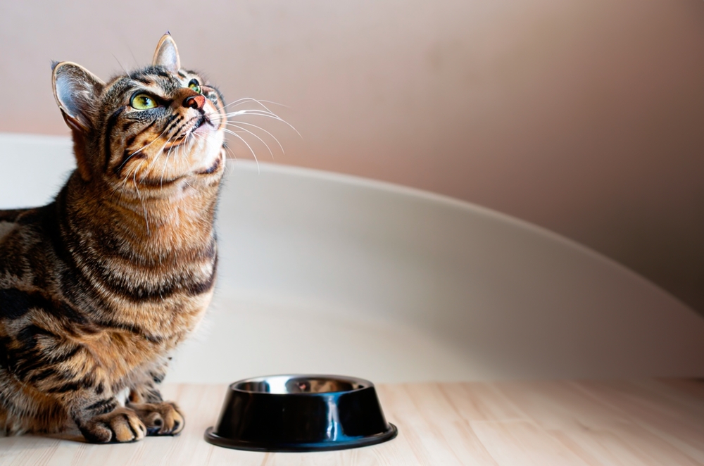 Pretty cat looking up over bowl of food