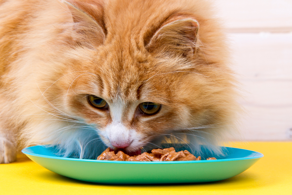 Cat eating food from a plate