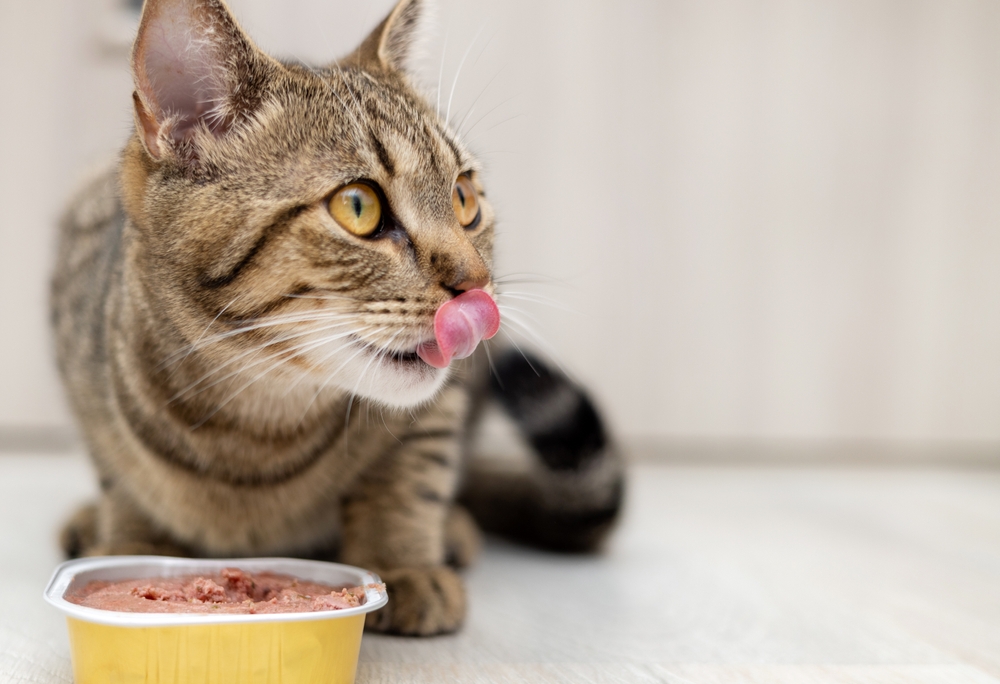 Cat licking its lips near cat food