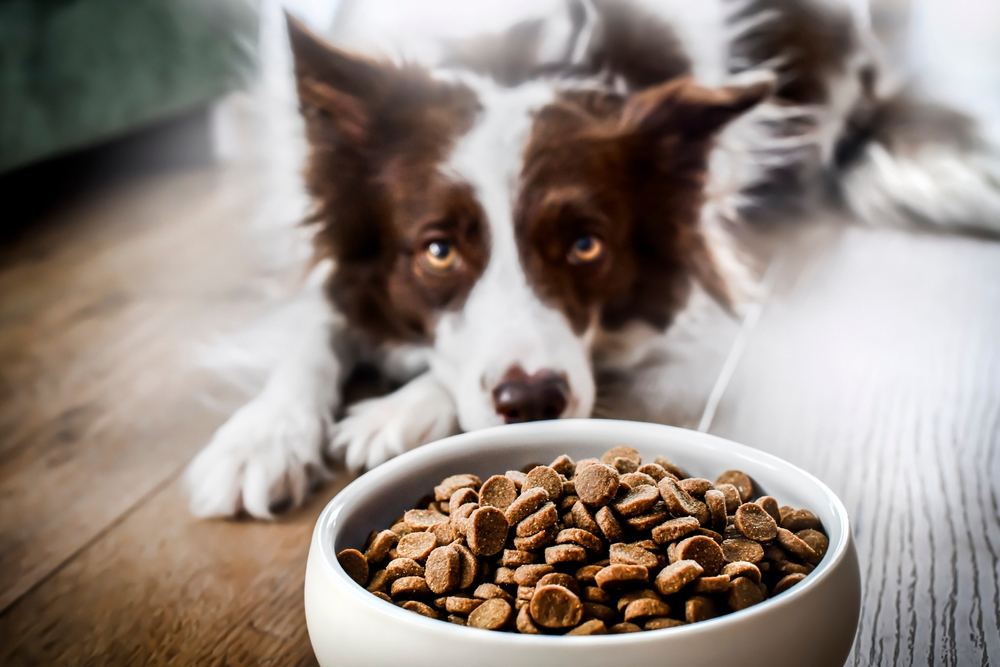 Nature S Recipe Dog Food Review