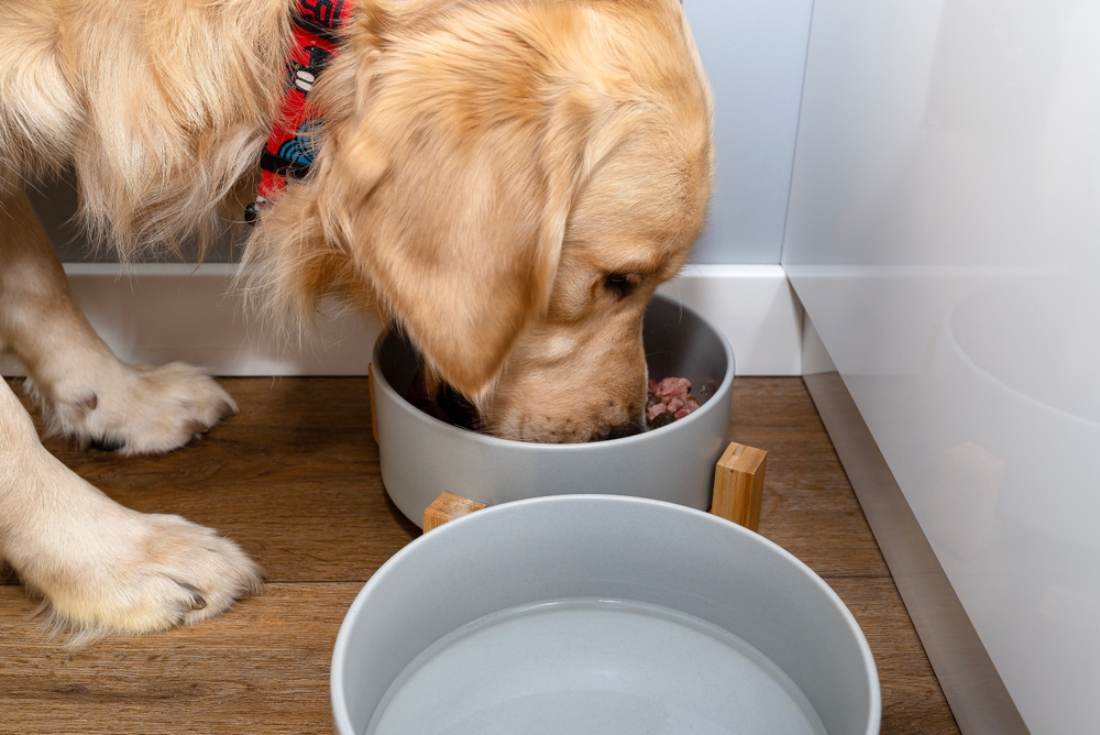 Golden Retriever eating dog food from a bowl