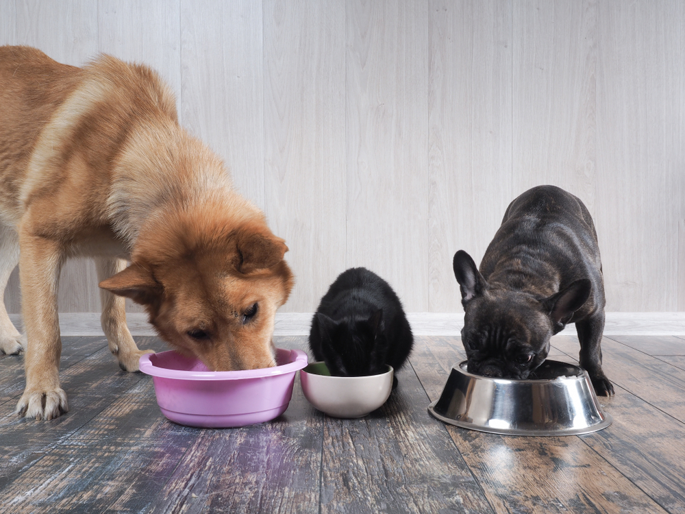 three dogs eating from bowls