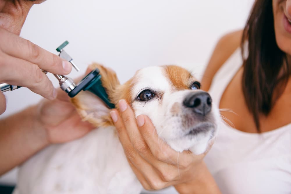 Dog with ear infection being examined in the clinic