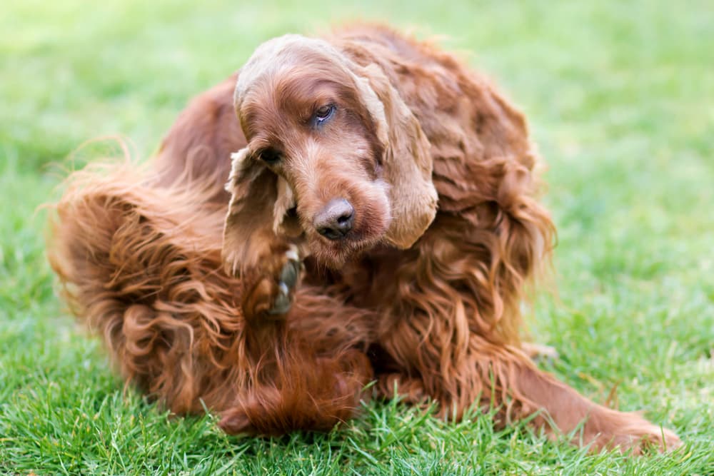 Irish Setter itching ears in the grass