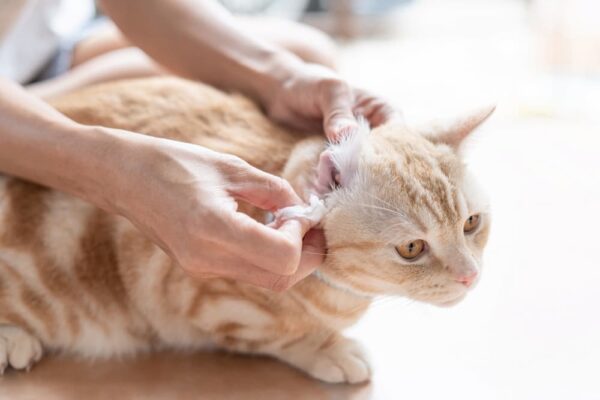 Silver Honey Rapid Ear Care for Cats Review - Vetstreet | Vetstreet