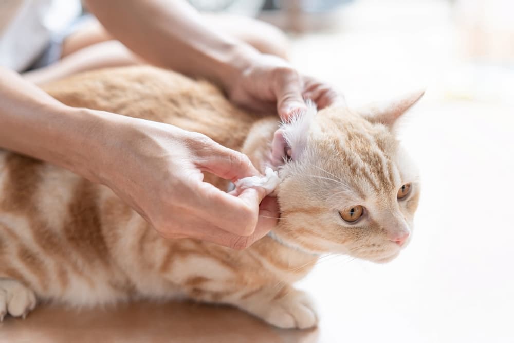 Pet parent cleaning their cat's ears with a wipe