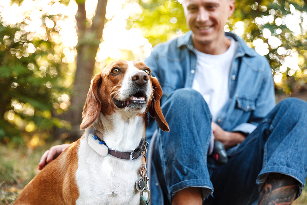 take dog on road trip