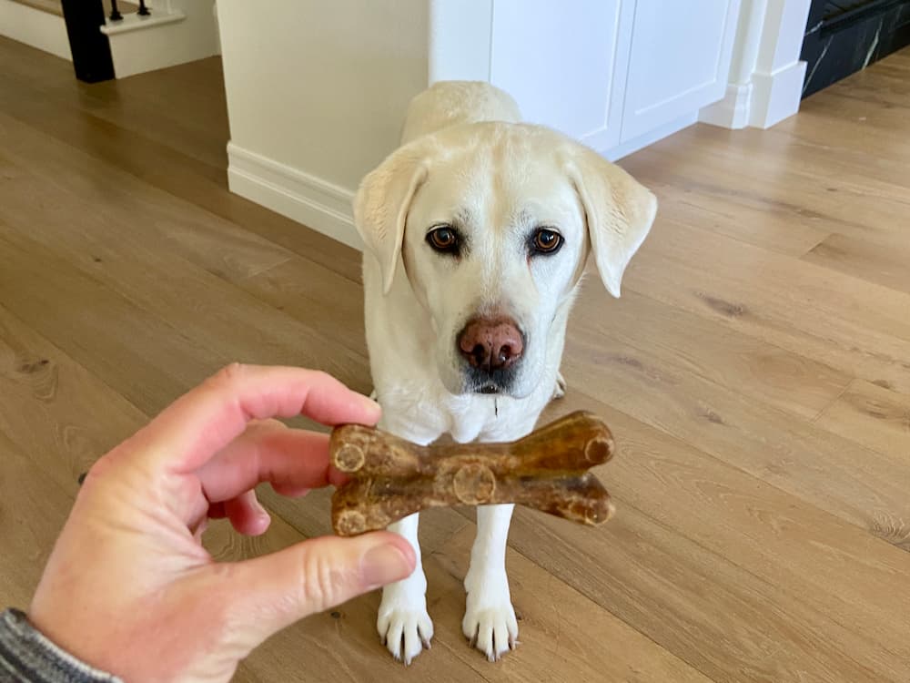 Zesty Paws Dental Bones Review: A Treat For Teeth-to-Tail Dog Health