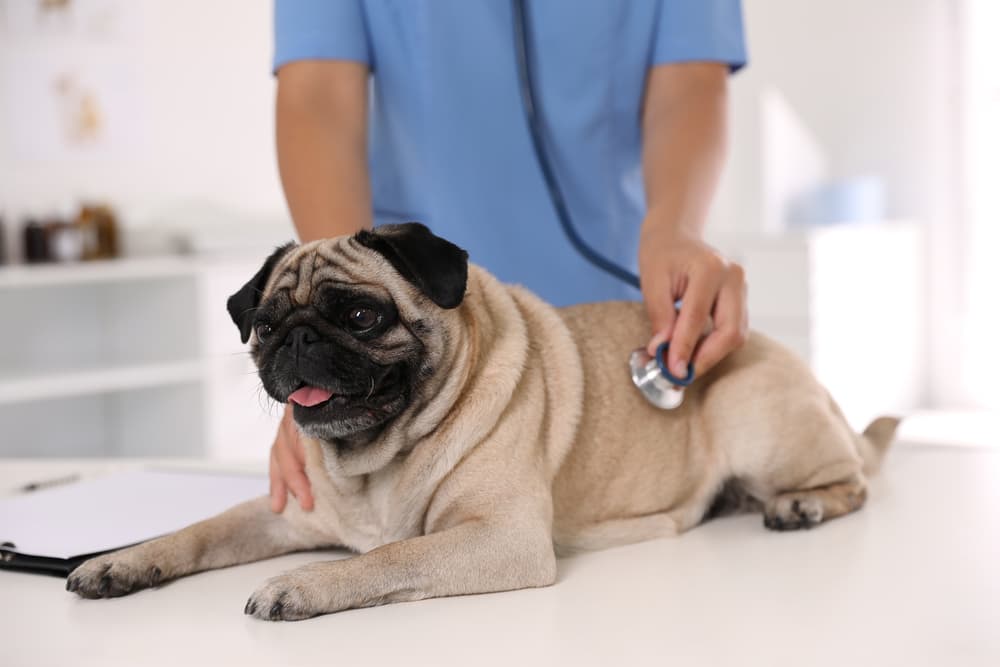 Pug with veterinarian