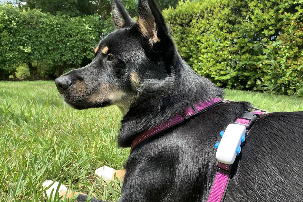 Tractive GPS Pet Tracker Review: A Must for Your Dog - Vetstreet