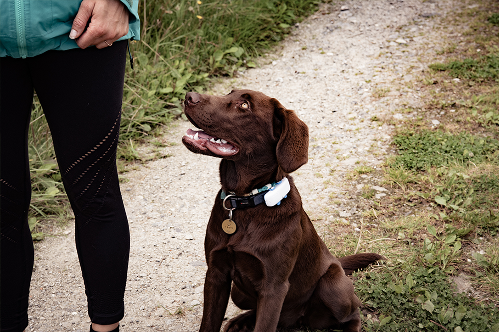 Tractive GPS Pet Tracker Review