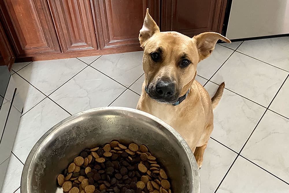 Cute dog stares at dog food bowl