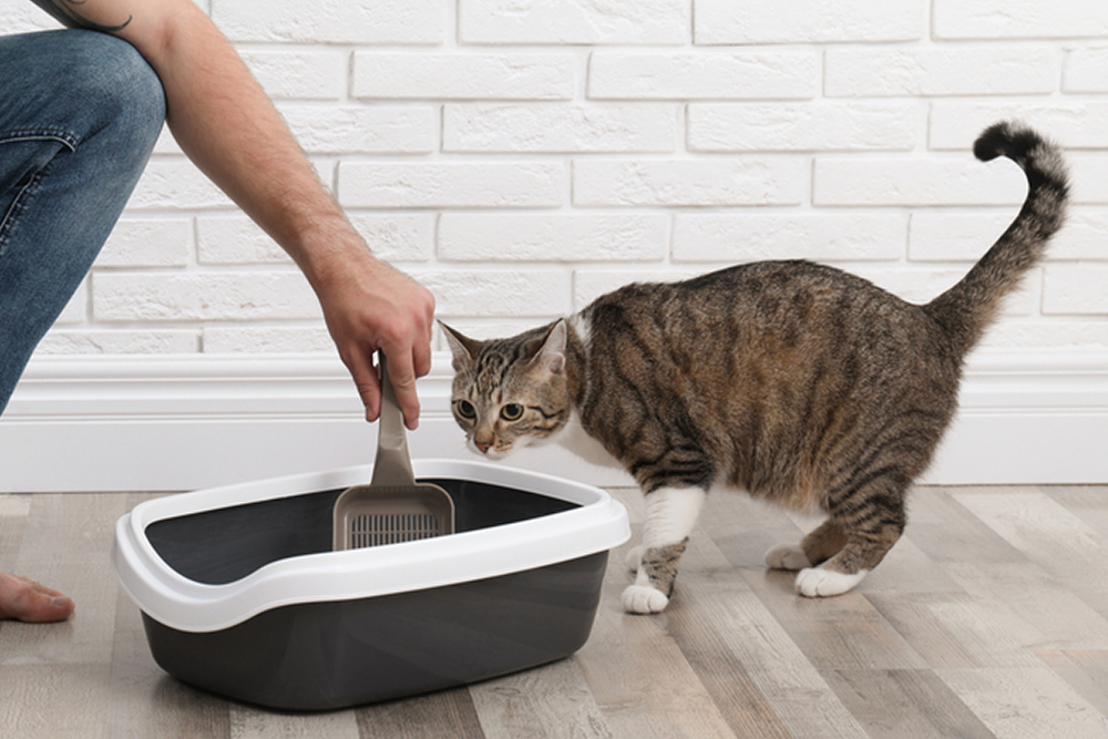 cat watching person scoop from litter box