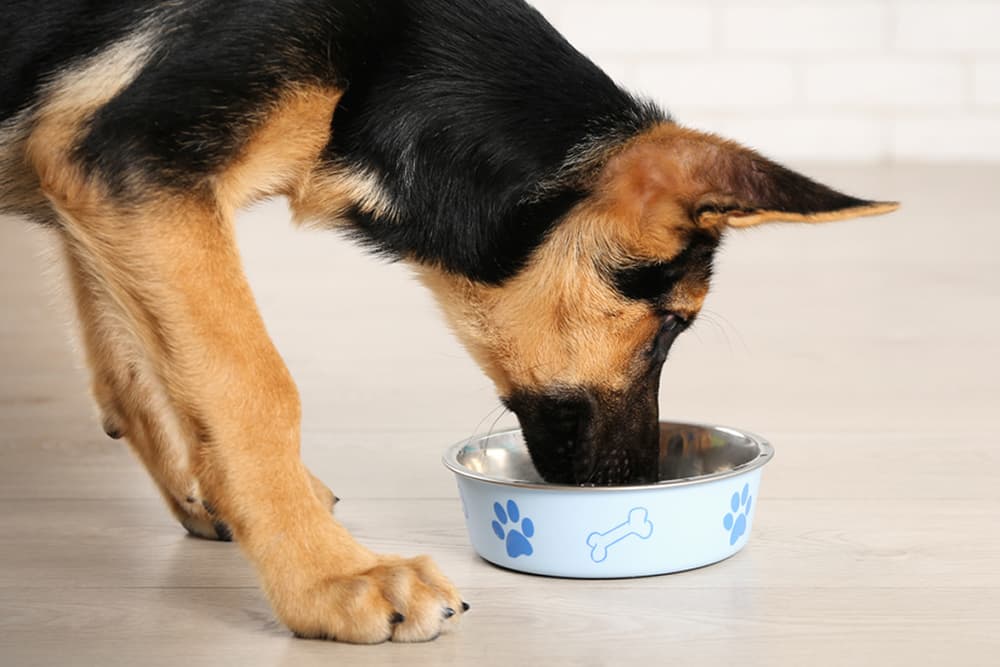 German Shepherd dog eating out of bowl